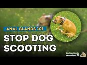 Veterinary Secrets